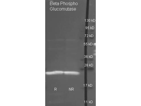 Rockland Goat anti antibody (200-101-237 lot 8180) was used to detect purified Beta Phospho Glucomutase under reducing (R) and non-reducing (NR) conditions. Reduced samples of protein contained 4% BME and were boiled for 5 minutes. Samples of ~1ug of protein per lane were run by SDS-PAGE. Protein was transferred to nitrocellulose and probed with 1:3000 dilution of primary antibody (ON 4 C in MB-070). Detection shown was using Dylight 488 conjugated Donkey anti goat (605-741-125 lot 21094 1:10K in TBS/MB-070 1 hr RT). Images were collected using the BioRad VersaDoc System.