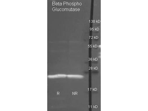 Rockland Goat anti- antibody (200-101-237 lot 8180) was used to detect purified Beta Phospho Glucomutase under reducing (R) and non-reducing (NR) conditions. Reduced samples of protein contained 4% BME and were boiled for 5 minutes. Samples of ~1ug of protein per lane were run by SDS-PAGE. Protein was transferred to nitrocellulose and probed with 1:3000 dilution of primary antibody (ON 4 C in MB-070). Detection shown was using Dylight 488 conjugated Donkey anti goat (605-741-125 lot 21094 1:10K in TBS/MB-070 1 hr RT). Images were collected using the BioRad VersaDoc System.
