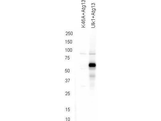 Western blot using Rocklands affinity purified anti-ATG13 pS318 antibody shows detection of phosphorylated ATG13 in 293T cells engineered to coexpress Ulk1 and Atg13 (Ulk1 + Atg13). In the left lane was loaded kinase-dead hypophosphorylated Ulk1-K46A mutant + ATG13. The right lane contains the 293T Ulk1 + ATG13 lysate and shows detection at approximately 57 kDa. The antibody was purified and resolved by SDS-PAGE, then transferred to nitrocellulose membrane. The membrane was blocked with 5% Blotto (p/n B501-0500) and probed with the primary antibody at 1microg/mL overnight at 4°C. After washing, the membrane was probed with Goat Anti-Rabbit HRP secondary 1:5000 in detection buffer (p/n MB-070) for 45 minutes at room temperature. In collaboration with Charles Dorsey at Eli Lilly, Indianapolis, IN and John Cleveland at Scripps, Jupiter, FL.