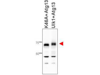 Western blot using Rocklands affinity purified anti-ATG13 antibody shows detection of ATG13 in 293T cells engineered to coexpress Ulk1 and Atg13 (Ulk1 + Atg13), right lane, but not in the left lane in which was loaded kinase-dead hypophosphorylated Ulk1-K46A mutant + ATG13. Detection is demonstrated at approximately 57 kDa. The antibody was purified and resolved by SDS-PAGE, then transferred to nitrocellulose membrane. The membrane was blocked with 5% Blotto (p/n B501-0500) and probed with the primary antibody at 1microg/mL overnight at 4°C. After washing, the membrane was probed with Goat Anti-Rabbit HRP secondary 1:5000 in detection buffer (p/n MB-070) for 45 minutes at room temperature. In collaboration with Charles Dorsey at Eli Lilly, Indianapolis, IN and John Cleveland at Scripps, Jupiter, FL.
