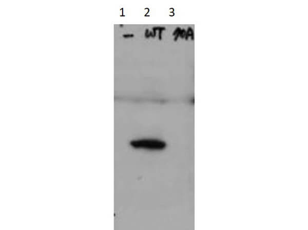 Western Blot of Rabbit Anti-Hice1 pS70 antibody. Lane 1: HeLa cell extracts of untransfected cells (-). Lane 2: transfected HeLa cell extracts with Flag X3-Hice1 WT (WT). Lane 3: transfected HeLa cell extracts with Flag X3-Hice1 S70A mutant (70A). Load: 35microg per lane. Primary antibody: Hice1 pS70 antibody at 0.5microg/mL for overnight at 4°C. Secondary antibody: IRDye800™ Conjugated Goat Anti-Rabbit IgG secondary antibody at 1:10,000 for 45 min at RT. Block: 5% BLOTTO overnight at 4°C. Predicted/Observed size: 44.8 kDa, 48 kDa for Hice1 pS70.