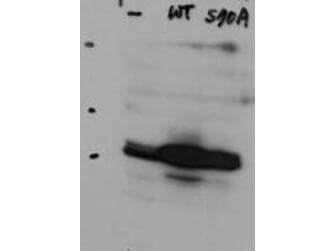 Western Blot of Rabbit Anti-Hice1 antibody. Lane 1: HeLa cell extracts of untransfected cells (-). Lane 2: transfected HeLa cell extracts with Flag X3-Hice1 WT (WT). Lane 3: transfected HeLa cell extracts with Flag X3-Hice1 S70A mutant (70A). Load: 35 microg per lane. Primary antibody: Hice1 antibody at 0.5 microg/mL for overnight at 4°C. Secondary antibody: IRDye800™ Conjugated Goat Anti-Rabbit IgG secondary antibody at 1:10,000 for 45 min at RT. Block: 5% BLOTTO overnight at 4°C. Predicted/Observed size: 44.8 kDa, 48 kDa for Hice1. Other band(s): none.