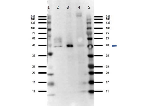 Western Blot of Rabbit Anti-Ffar4 antibody. Lane 1: Ladder Opal Prestained (p/n MB-210-0500). Lane 2: Raw 264.7 WCL (p/n W10-001-369). Lane 3: NIH/3T3 WCL (p/n W10-000-358). Lane 4: PC-12 WCL (p/n W12-001-GL9). Lane 5: Ladder Opal Prestained (p/n MB-210-0500). Load: 35 microg per lane. Primary antibody: Ffar4 antibody at 1:1000 for overnight at 4°C. Secondary antibody: Gt-a-Rb HRP secondary antibody (p/n 611-103-122) at 1:70,000 for 30 min at RT. Block: (p/n MB-073) BlockOut Universal Blocking Buffer for 30 min at RT. Predicted/Observed size: 40.8 kDa, observed ~48 kDa band due to glycosylation of Ffar4 protein.
