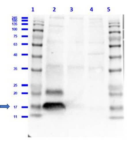 Western Blot of Rabbit Anti-H2AX pS139 Antibody. Lane 1: Opal Prestained Molecular Weight Marker (p/n MB-210-0500). Lane 2: HEK293T Whole cell Lysate (p/n W09-001-GX5) [+]. Lane 3: MCF-7 Whole cell Lysate (p/n W09-000-360) [+]. Lane 4: U-87-MG Whole cell Lysate (p/n W09-001-GX2) [-]. Primary Antibody: Anti-H2AXpS139 at 5microg/mL overnight at 2-8°C. Secondary Antibody: Goat Anti-Rabbit IgG HRP (p/n 611-103-122) at 1:40,000 for 30 min at RT. Block: Universal Fluorescent Buffer (p/n MB-070) for 1hr at RT. Predicted MW: ~15kDa. Observed MW: ~17kDa. Exposure: 10sec.