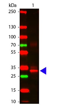 Western Blot of Rabbit anti-L-Asparaginase Antibody. Lane 1: L-Asparaginase. Lane 2: none. Load: 100 ng per lane. Primary antibody: L-Asparaginase antibody at 1/1000 for overnight at 4°C. Secondary antibody: DyLight™ 649 Rabbit secondary antibody at 1/20,000 for 30 min at RT. Block: MB-070 for 30 min at RT. Predicted/Observed size: 32 kDa for L-Asparaginase. Other band(s): L-Asparaginase splice variants and isoforms.