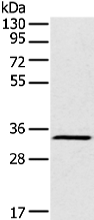 Gel: 8%SDS-PAGE Lysate: 40 microg Lane: Raji cell Primary antibody: TA321974 (FOXR2 Antibody) at dilution 1/200 Secondary antibody: Goat anti rabbit IgG at 1/8000 dilution Exposure time: 2 minutes