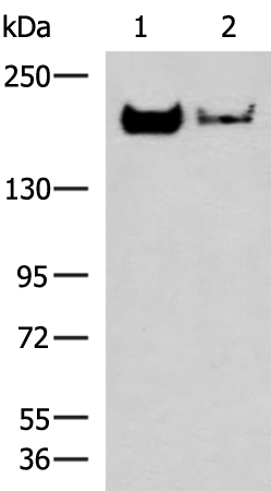 WB: The whole cell lysate derived from 3T3 was separated in 10% SDS-PAGE, transferred onto NC membrane, and immunoblotted by Rabbit anti–ERK1/2 (Paired T202/Y204) antibody at 1:500. A dual immunoreactive band around ~42/44 kDa is observed.