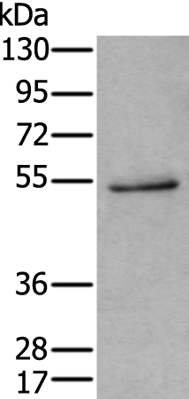 Gel: 8%SDS-PAGE Lysate: 40 microg Lane: Human cerebrum tissue lysate Primary antibody: TA349669 (HTR3C Antibody) at dilution 1/400 Secondary antibody: Goat anti rabbit IgG at 1/8000 dilution Exposure time: 2 minutes