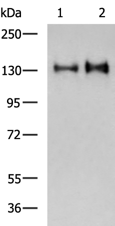 Gel: 6%SDS-PAGE Lysate: 40 microg Lane 1-2: 293T and Hela cell lysates Primary antibody: TA349797 (CEP97 Antibody) at dilution 1/250 Secondary antibody: Goat anti rabbit IgG at 1/5000 dilution Exposure time: 7 seconds