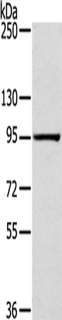 Gel: 6%SDS-PAGE Lysate: 40 microg Lane: PC3 cells Primary antibody: TA350426 (SLITRK4 Antibody) at dilution 1/200 Secondary antibody: Goat anti rabbit IgG at 1/8000 dilution Exposure time: 3 minutes