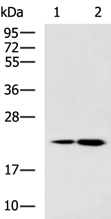 Gel: 12%SDS-PAGE Lysate: 40 microg Lane 1-2: HepG2 cell Human liver tissue lysates Primary antibody: TA350690 (HINT3 Antibody) at dilution 1/1000 Secondary antibody: Goat anti rabbit IgG at 1/5000 dilution Exposure time: 1 minute