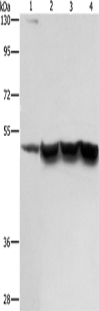 Western blot analysis of extracts of BxPC3 cells, using NOMO2 antibody (TA379207) at 1:1000 dilution.|Secondary antibody: HRP Goat Anti-Rabbit IgG (H+L) at 1:10000 dilution.|Lysates/proteins: 25ug per lane.|Blocking buffer: 3% nonfat dry milk in TBST.|Detection: ECL Basic Kit .|Exposure time: 1s.