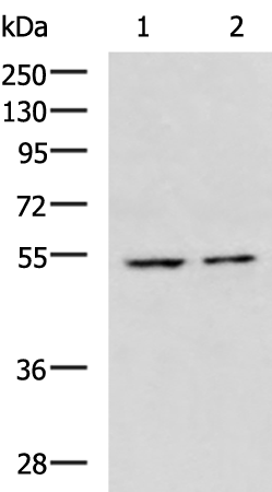 Western blot analysis of extracts of various cell lines, using NOSTRIN antibody (TA379226) at 1:1000 dilution.|Secondary antibody: HRP Goat Anti-Rabbit IgG (H+L) at 1:10000 dilution.|Lysates/proteins: 25ug per lane.|Blocking buffer: 3% nonfat dry milk in TBST.|Detection: ECL Basic Kit .|Exposure time: 90s.