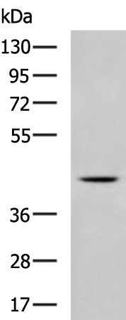 Gel: 8%SDS-PAGE Lysate: 40 microg Lane: A172 cell lysate Primary antibody: TA351341 (CERS1 Antibody) at dilution 1/1000 Secondary antibody: Goat anti rabbit IgG at 1/5000 dilution Exposure time: 1 minute