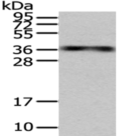 Western blot analysis of extracts of various cell lines, using DNA-PKcs antibody (TA380379) at 1:1000 dilution.|Secondary antibody: HRP Goat Anti-Rabbit IgG (H+L) at 1:10000 dilution.|Lysates/proteins: 25ug per lane.|Blocking buffer: 3% nonfat dry milk in TBST.|Detection: ECL Basic Kit .|Exposure time: 90s.