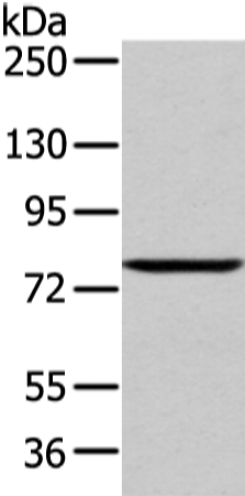 Gel: 6%SDS-PAGE Lysate: 60 microg Lane: 293T cell Primary antibody: TA351925 (WDR91 Antibody) at dilution 1/400 Secondary antibody: Goat anti rabbit IgG at 1/8000 dilution Exposure time: 1 minute