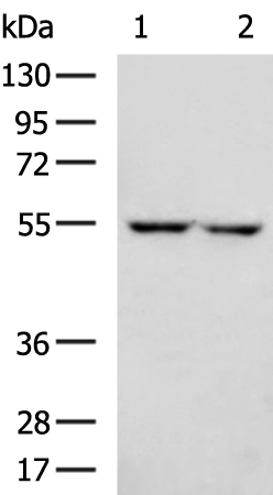 Gel: 8%SDS-PAGE Lysate: 40 microg Lane 1-2: HepG2 and 293T cell lysates Primary antibody: TA351958 (SLC7A11 Antibody) at dilution 1/1600 Secondary antibody: Goat anti rabbit IgG at 1/5000 dilution Exposure time: 1 minute