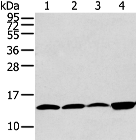 Gel: 12%SDS-PAGE Lysate: 40 microg Lane 1-4: Hela 293T PC3 and TM4 cell Primary antibody: TA352008 (CLDND2 Antibody) at dilution 1/400 Secondary antibody: Goat anti rabbit IgG at 1/8000 dilution Exposure time: 30 seconds