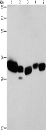 Western blot of rat hippocampal lysate showing specific immunolabeling of the ~240k alpha II spectrin protein.
