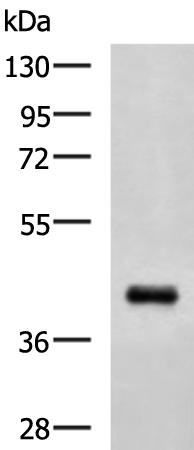Gel: 8%SDS-PAGE Lysate: 40 microg Lane: MCF7 cell lysate Primary antibody: TA364974 (PCGF6 Antibody) at dilution 1/1150 Secondary antibody: Goat anti rabbit IgG at 1/5000 dilution Exposure time: 1 minute