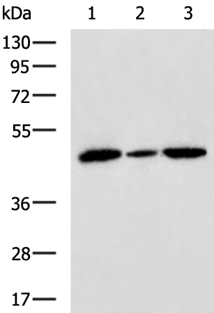 Gel: 8%SDS-PAGE Lysate: 40 microg Lane 1-3: Hela K562 and HL-60 cell lysates Primary antibody: TA365047 (SURF6 Antibody) at dilution 1/700 Secondary antibody: Goat anti rabbit IgG at 1/5000 dilution Exposure time: 10 seconds