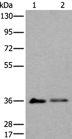Gel: 8%SDS-PAGE Lysate: 40 microg Lane 1-2: K562 and 293T cell lysates Primary antibody: TA365242 (METAP1D Antibody) at dilution 1/600 Secondary antibody: Goat anti rabbit IgG at 1/8000 dilution Exposure time: 2 minutes