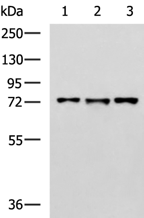 Gel: 8%SDS-PAGE Lysate: 40 microg Lane 1-3: Raji K562 and HepG2 cell lysates Primary antibody: TA365345 (LRRC45 Antibody) at dilution 1/800 Secondary antibody: Goat anti rabbit IgG at 1/5000 dilution Exposure time: 2 minutes