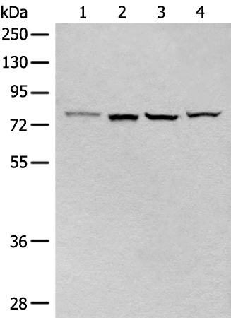 Western blot analysis of PAX7 in human HeLa Cell lysate using PAX7 Antibody (Clone PAX7/497).