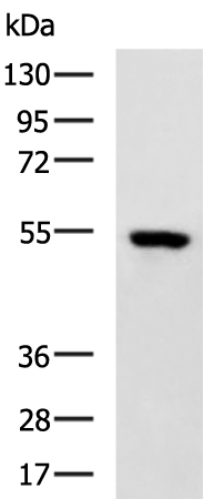 Gel: 8%SDS-PAGE Lysate: 40 microg Lane: TM4 cell lysate Primary antibody: TA365689 (MIER1 Antibody) at dilution 1/700 Secondary antibody: Goat anti rabbit IgG at 1/5000 dilution Exposure time: 5 seconds