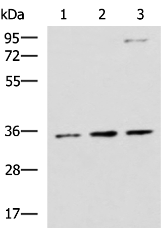 Gel: 8%SDS-PAGE Lysate: 40 microg Lane 1-3: HepG2 A431 and Raji cell lysates Primary antibody: TA365780 (STX5 Antibody) at dilution 1/1000 Secondary antibody: Goat anti rabbit IgG at 1/5000 dilution Exposure time: 30 seconds