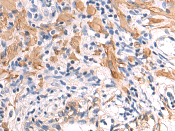Human peripheral blood monocytes stained with mouse anti human CD329 / SIGLEC9 antibody clone K8 Cat.-No. AM60042RP-N