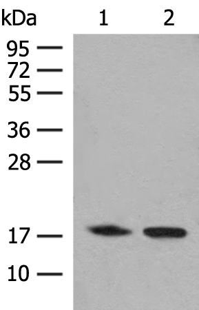 Gel: 12%SDS-PAGE Lysate: 40 microg Lane 1-2: K562 cell Human kidney tissue lysates Primary antibody: TA365952 (C8orf44 Antibody) at dilution 1/250 Secondary antibody: Goat anti rabbit IgG at 1/8000 dilution Exposure time: 1 minute