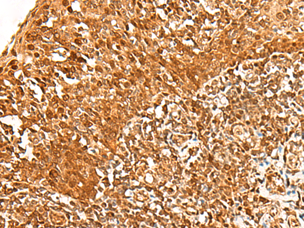 Immunohistochemistry staining of human pancreas (paraffin-embedded sections) with anti-human to C-peptide of Proins ulin (Clone C-PEP-01).