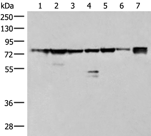 Immunohistochemical staining on rat spleen frozen sections using B Lymphocytes antibody clone Ki-B1R Cat.-No. BM4013.