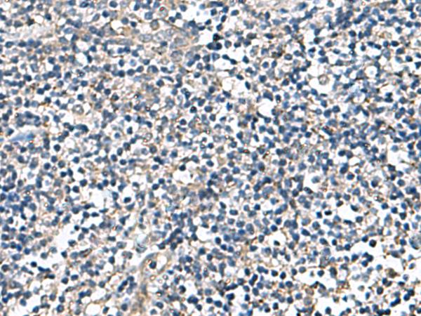 Immunohistochemistry of paraffin-embedded Human tonsil tissue using TA366338 (DPY19L3 Antibody) at dilution 1/110 (Original magnification: x200)