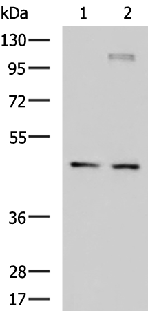 Gel: 8%SDS-PAGE Lysate: 40 microg Lane 1-2: Jurkat and TM4 cell lysates Primary antibody: TA366441 (DNAJA4 Antibody) at dilution 1/650 Secondary antibody: Goat anti rabbit IgG at 1/5000 dilution Exposure time: 20 seconds