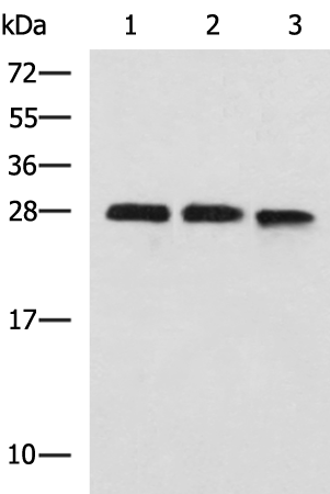 Gel: 12%SDS-PAGE Lysate: 40 microg Lane 1-3: Jurkat 293T and K562 cell lysates Primary antibody: TA366451 (PLEKHF2 Antibody) at dilution 1/1400 Secondary antibody: Goat anti rabbit IgG at 1/5000 dilution Exposure time: 1 minute