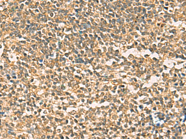 Immunohistochemistry of paraffin-embedded Human tonsil tissue using TA366471 (THG1L Antibody) at dilution 1/50 (Original magnification: x200)