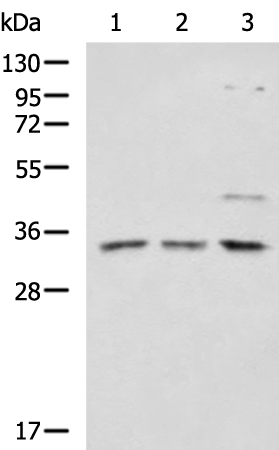 Western blot on MCF-7 cell ular extract: moderate reactivity with the 120 kDa f ull length protein and strong reactivity with the 80 kDa extracell ular part of E-Cadherin.