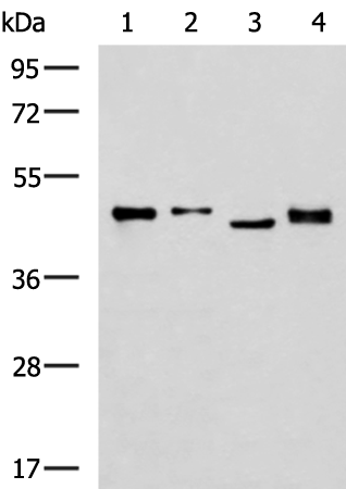 Gel: 8%SDS-PAGE Lysate: 40 microg Lane 1-4: PC-3 LNCAP HUVEC NIH/3T3 cell lysates Primary antibody: TA366536 (SAV1 Antibody) at dilution 1/1000 Secondary antibody: Goat anti rabbit IgG at 1/5000 dilution Exposure time: 5 minutes