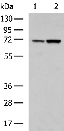 Gel: 8%SDS-PAGE Lysate: 40 microg Lane 1-2: NIH/3T3 and C2C12 cell lysates Primary antibody: TA366566 (EFCAB7 Antibody) at dilution 1/550 Secondary antibody: Goat anti rabbit IgG at 1/5000 dilution Exposure time: 5 seconds