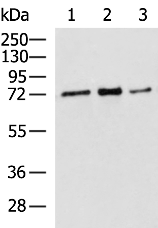 Gel: 8%SDS-PAGE Lysate: 40 microg Lane 1-3: Hela 231 and 293T cell lysates Primary antibody: TA366666 (RPUSD2 Antibody) at dilution 1/1300 Secondary antibody: Goat anti rabbit IgG at 1/5000 dilution Exposure time: 2 minutes