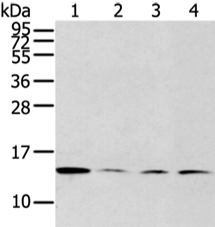 Gel: 12%SDS-PAGE Lysate: 40 microg Lane 1-4: TM4 PC3 293T and hela cell Primary antibody: TA367416 (CLDND2 Antibody) at dilution 1/400 Secondary antibody: Goat anti rabbit IgG at 1/8000 dilution Exposure time: 30 seconds