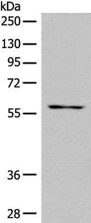 HEK293T cells transfected with either RC215256 overexpress plasmid (Red) or empty vector control plasmid (Blue) were immunostained by anti-GAS7 antibody (TA501756), and then analyzed by flow cytometry.