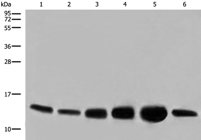 Gel: 12%SDS-PAGE Lysate: 40 microg Lane 1-6: HEPG2 HUVEC and NIH/3T3 cell Human heart tissue Mouse heart tissue PC-3 cell lysates Primary antibody: TA368153 (COX6C Antibody) at dilution 1/800 Secondary antibody: Goat anti rabbit IgG at 1/8000 dilution Exposure time: 1 second
