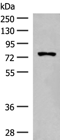 Gel: 8%SDS-PAGE Lysate: 40 microg Lane: LOVO cell lysate Primary antibody: TA368313 (FBXL4 Antibody) at dilution 1/250 Secondary antibody: Goat anti rabbit IgG at 1/8000 dilution Exposure time: 3 minutes