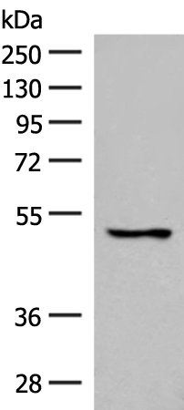 Gel: 8%SDS-PAGE Lysate: 40 microg Lane: 293T cell lysate Primary antibody: TA368439 (GPR152 Antibody) at dilution 1/600 Secondary antibody: Goat anti rabbit IgG at 1/8000 dilution Exposure time: 1 minute