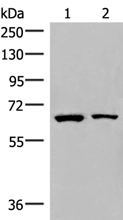Gel: 6%SDS-PAGE Lysate: 40 microg Lane 1-2: Raji and PC3 cell lysates Primary antibody: TA368480 (ZNF85 Antibody) at dilution 1/400 Secondary antibody: Goat anti rabbit IgG at 1/8000 dilution Exposure time: 10 seconds