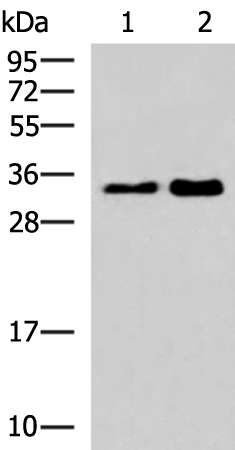 Gel: 12%SDS-PAGE Lysate: 40 microg Lane 1-2: Jurkat and 293T cell lysates Primary antibody: TA368490 (HNRNPA1L2 Antibody) at dilution 1/500 Secondary antibody: Goat anti rabbit IgG at 1/5000 dilution Exposure time: 1 minute