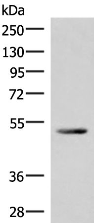 Gel: 8%SDS-PAGE Lysate: 40 microg Lane: Mouse heart tissue lysate Primary antibody: TA368568 (IRX4 Antibody) at dilution 1/400 Secondary antibody: Goat anti rabbit IgG at 1/8000 dilution Exposure time: 40 seconds